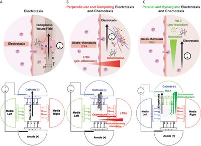 Electrotaxis-on-Chip to Quantify Neutrophil Migration Towards Electrochemical Gradients